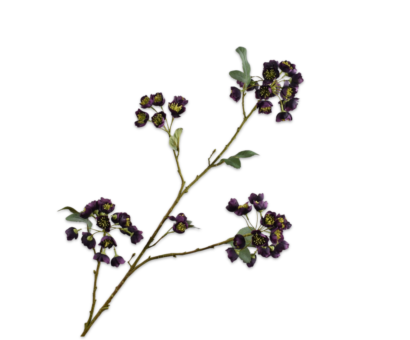 Helleborus Tak 100cm (Bordeaux)