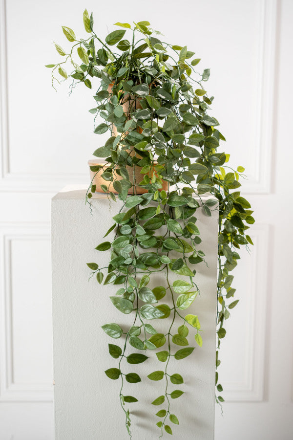 Hangende Hoya 91cm (Groen)