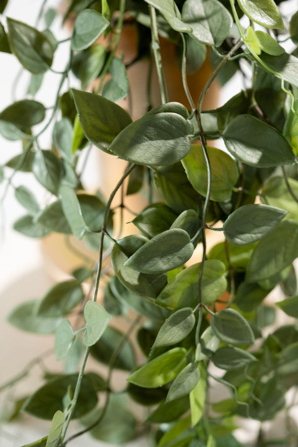 Hangende Hoya 91cm (Groen)