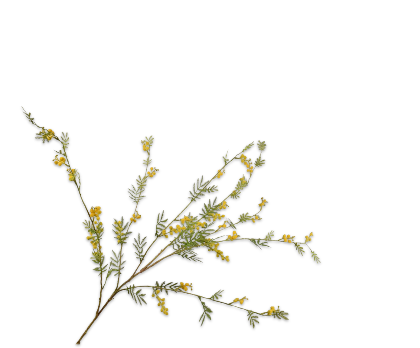 Mimosa Tak 122cm (Geel/Groen)