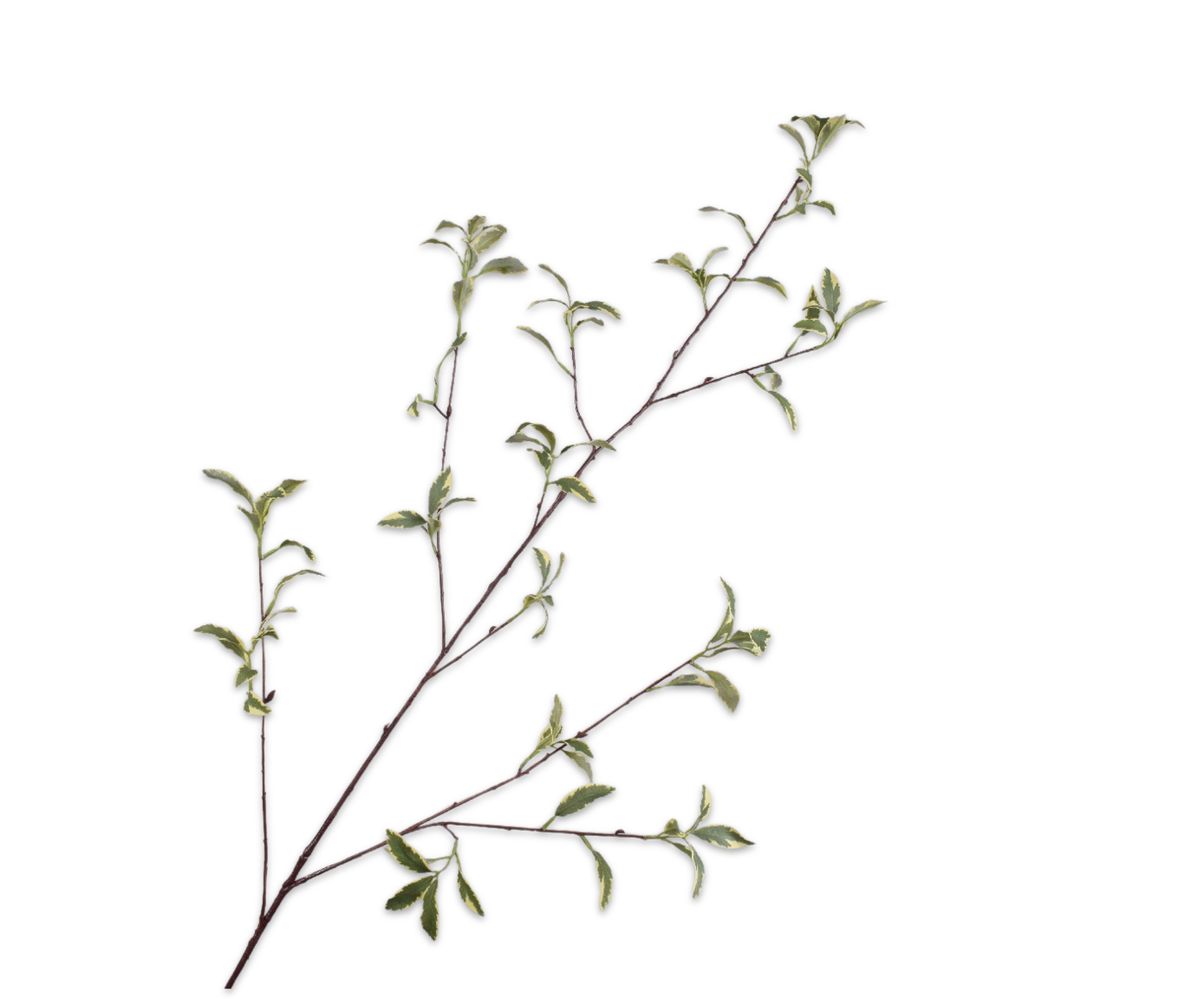 Pittosporum Tak 148cm (Licht Groen)