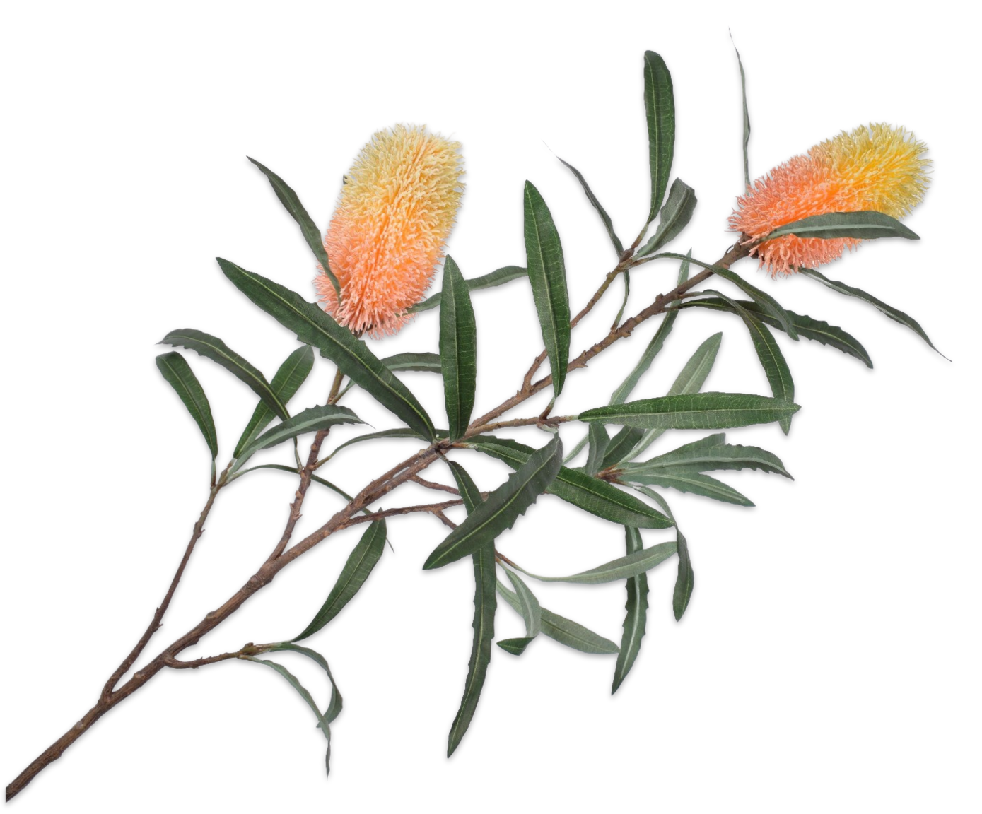 Protea Tak 88cm (Geel/Oranje)