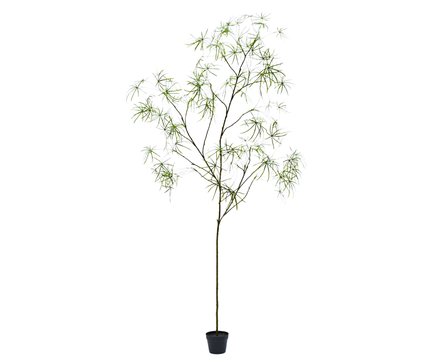 Schefflera Pot 240cm (Groen)