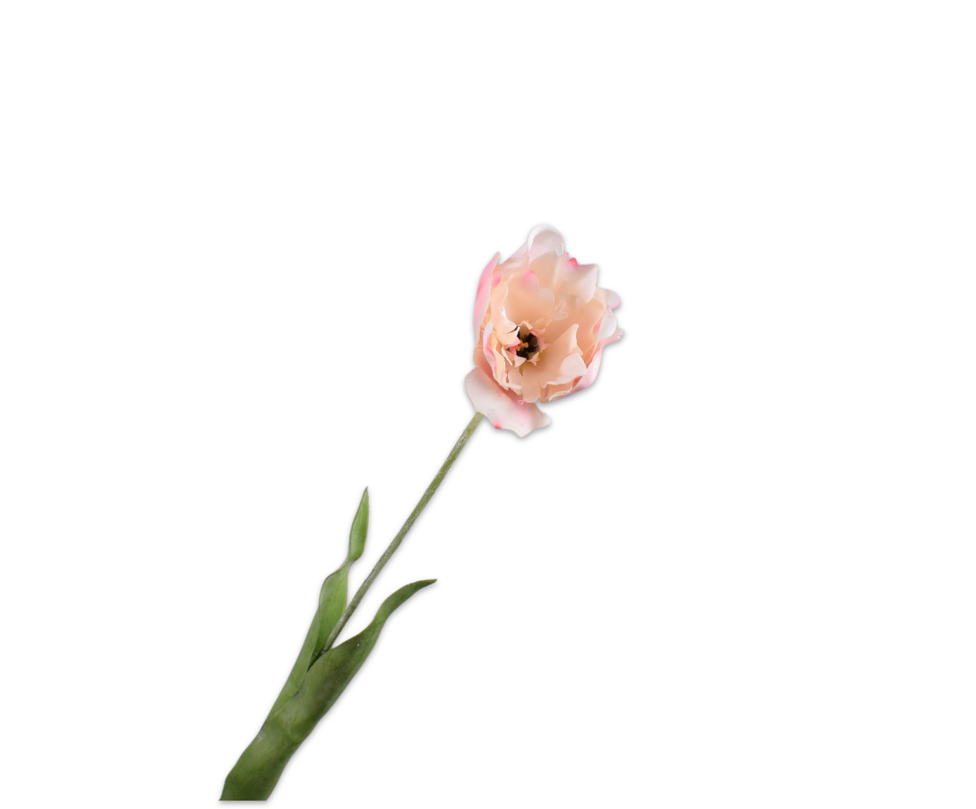 Tulp Steel 72cm (Creme/Roze Real Touch)