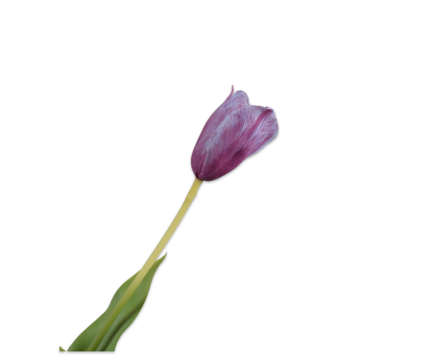 Tulp Steel 72cm (Paars Real Touch)