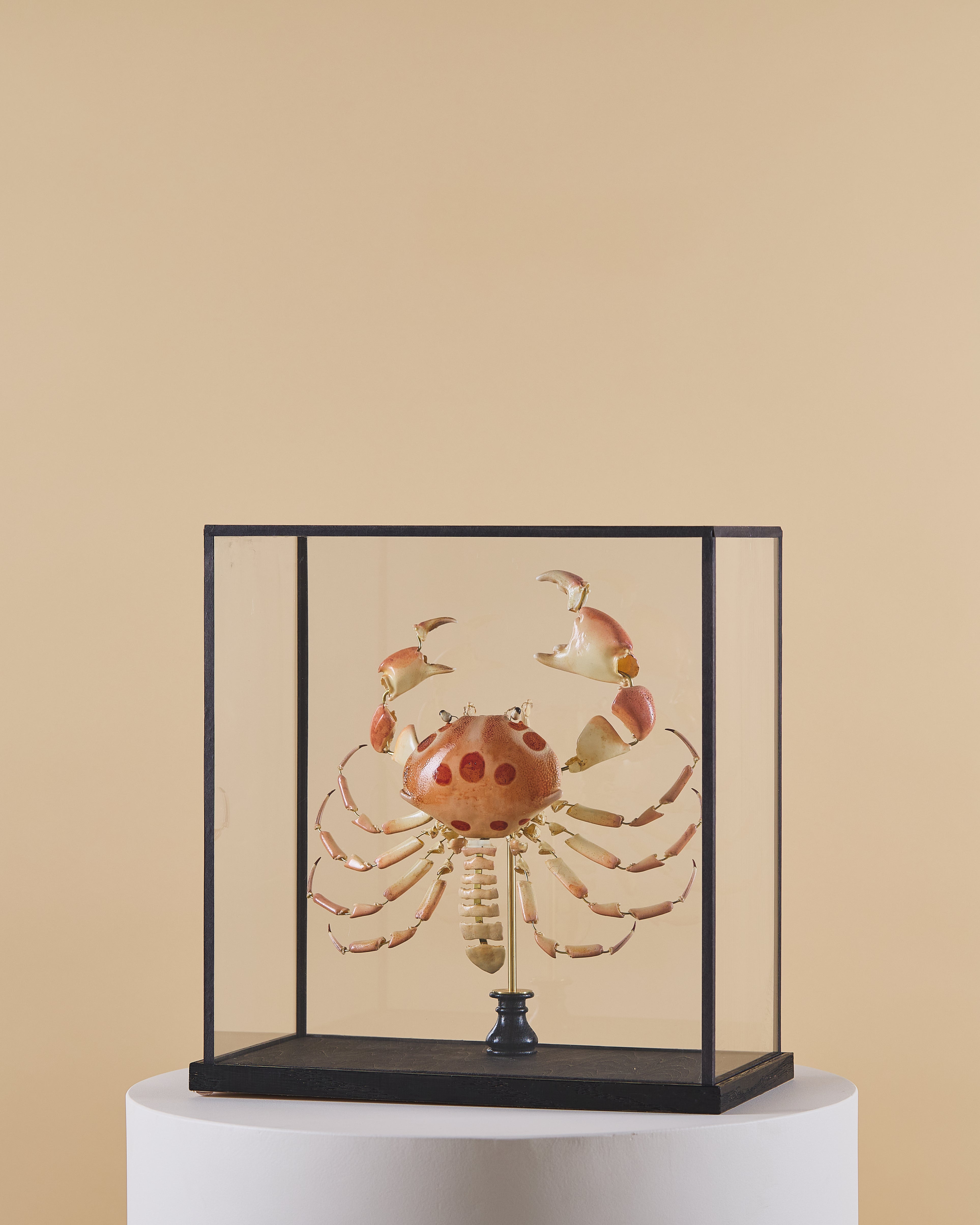 Dots Crab (Carpilius Maculatus)