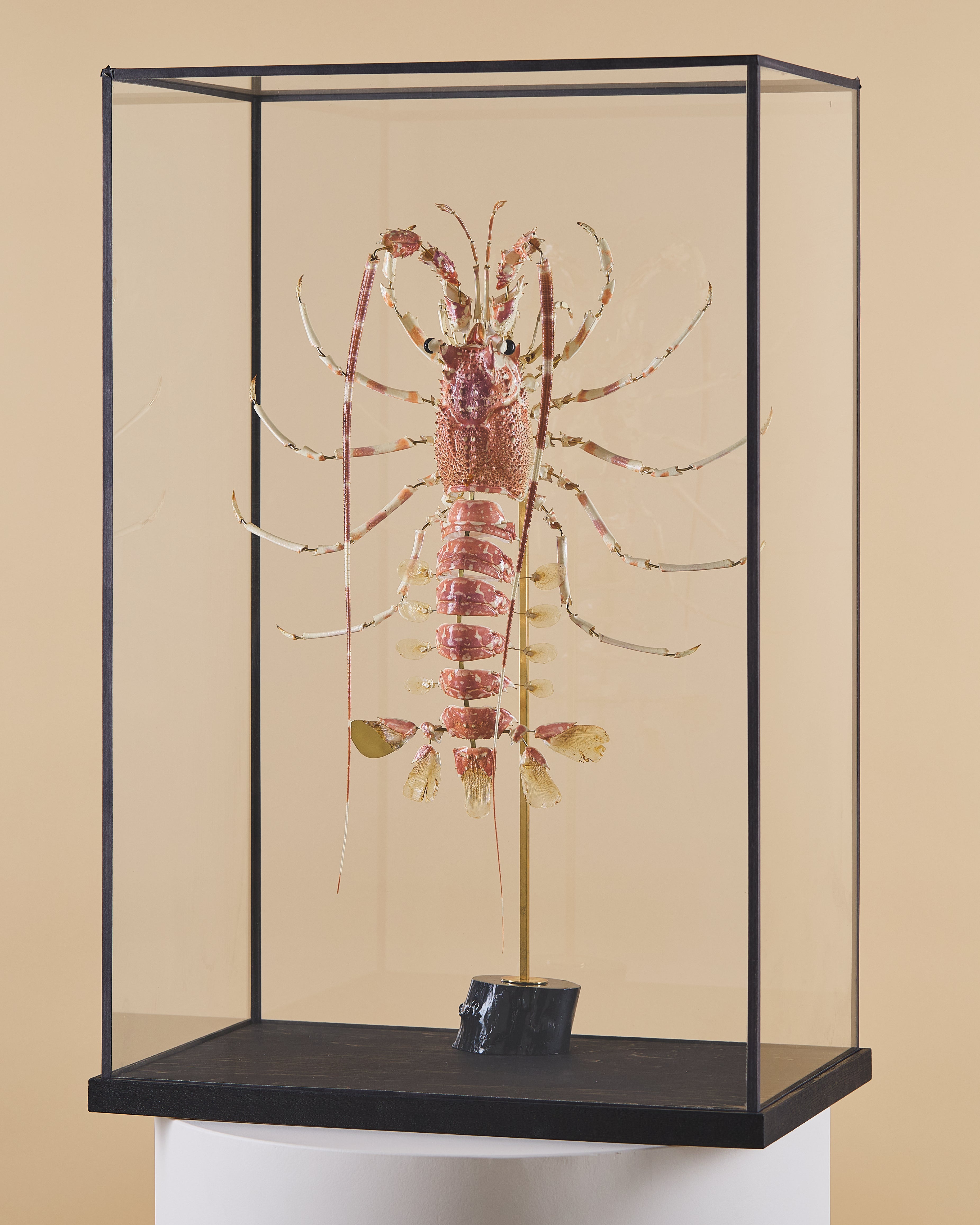 Spiny Lobster (Palinurus Elephas)