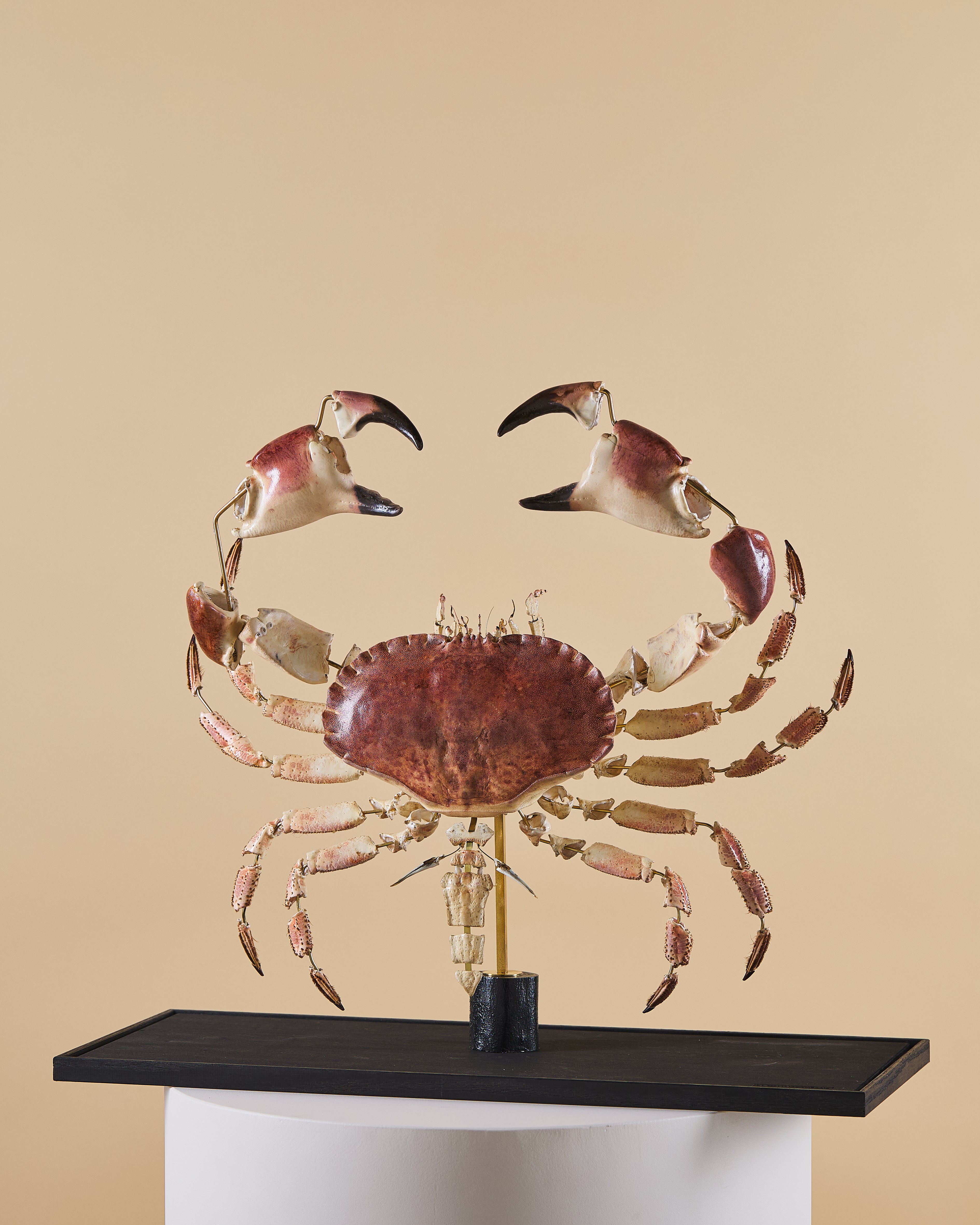 Tourteau (Cancer Pagurus)